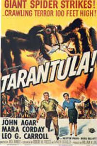 Tarantula Tarantula